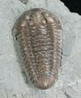 Large Flexicalymene Trilobite From Ohio - #8326-1